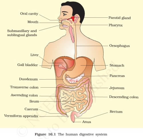 Human Digestive Enzymes Chart