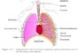 Lungs - Human Respiratory System - General Science NCERT