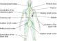 Lymph Nodes - Immunity - Human Immune System.png