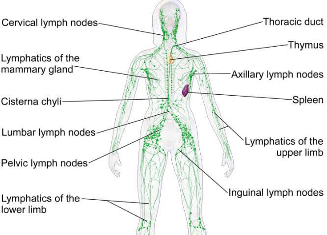 Lymph Nodes - Immunity - Human Immune System.png