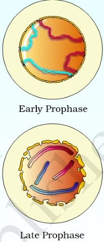 Mitosis-Propase
