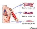 Muscular System – Muscle Types