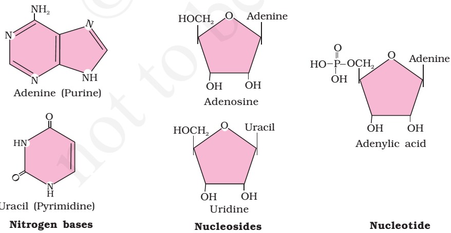 Nitrogen Base-Nucleoside-Nucleotide - Nucleic Acids