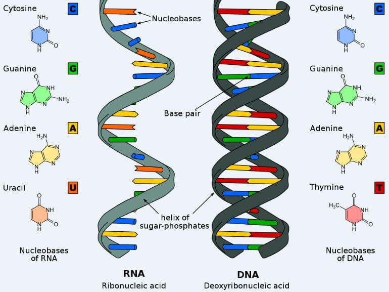 Nucleobases-DNA-RNA