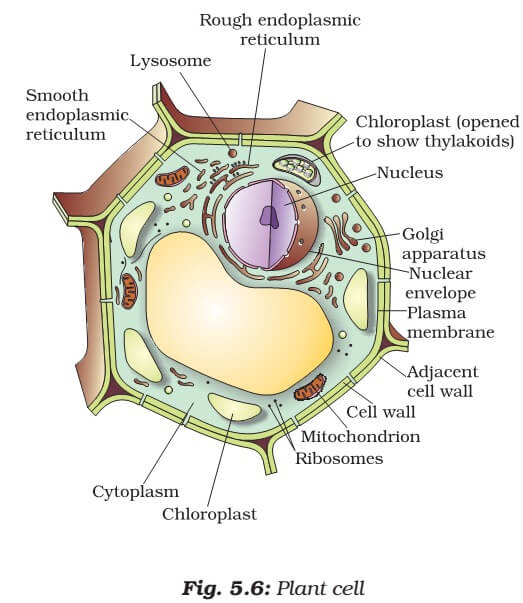 fungal cell vs animal cell