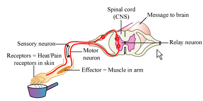 Reflex Action and Reflex Arc