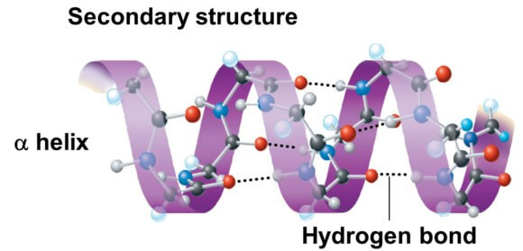 Аминокислоты это ферменты. Secondary structure of Protein. Полипептид гиф анимация. Types of Bonds in Protein structures.