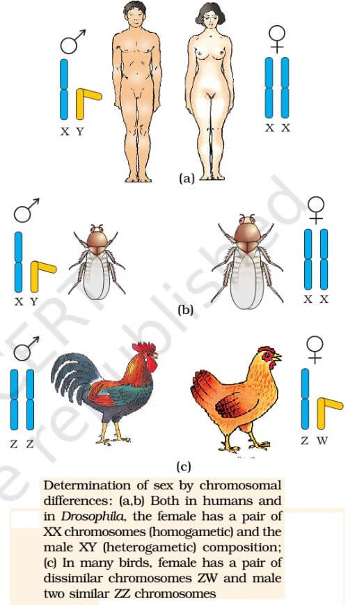 Sex Determination Genetic Disorders