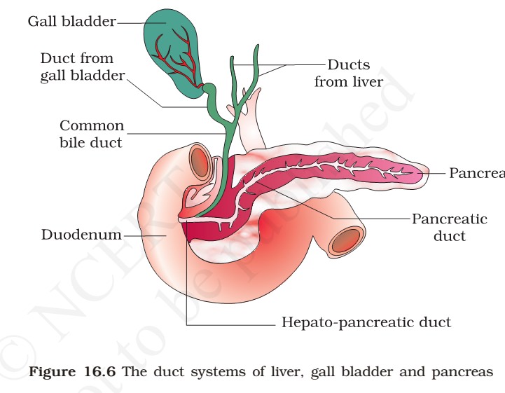 duct system of liver-gall bladder-pancreas