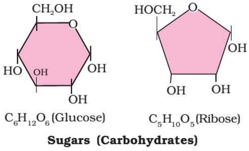 glucose -C6H12O6- carbohydrates