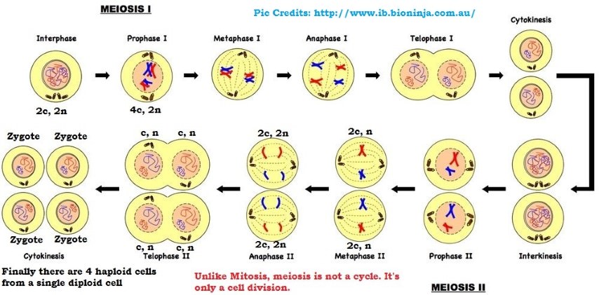 meiosis cell division - meiosis I - Meosis II