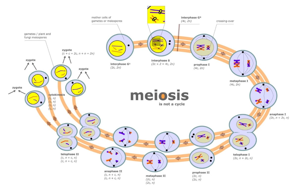 meiosis - meiotic cell division