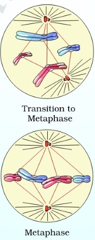 mitosis-Metaphase