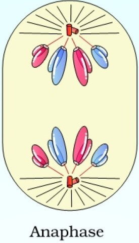 mitosis-anaphase