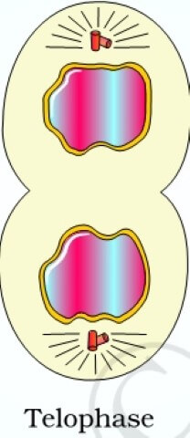 mitosis-telophase