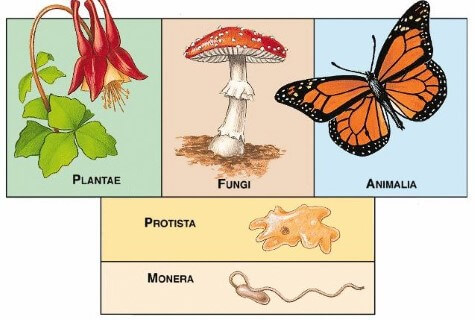 Classification Of Plants And Animals Chart