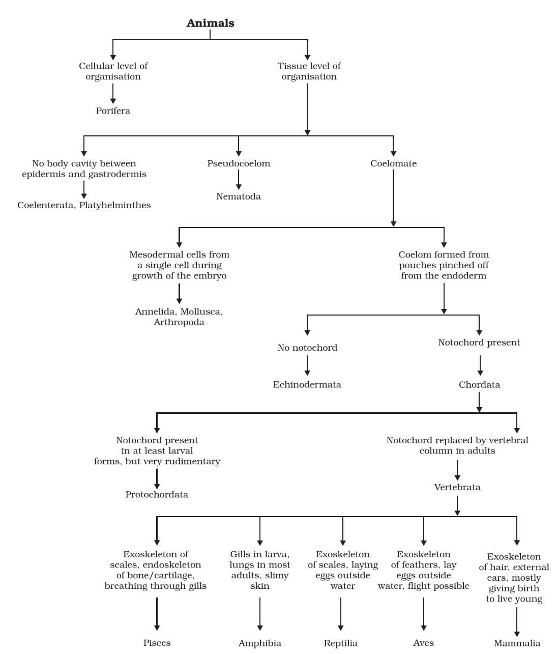 Animal Classification Kingdom Phylum Chart