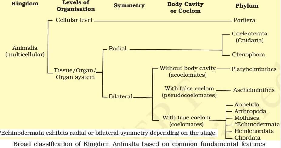 Annelida Classification Chart