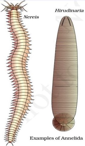 Annelida - Nereis - Hirudinaria