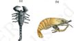 Arthropoda - scorpion - prawns -butterfly