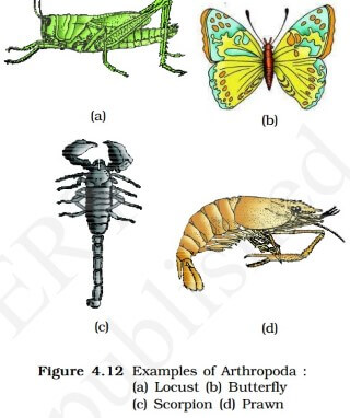 Classification of Animal Kingdom (Animalia) Classification of Animal Kingdom (Animalia)
