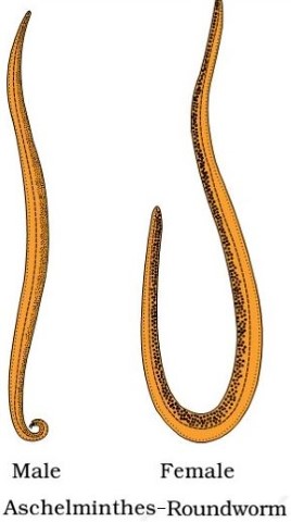 Aschelminthes -Round Worm