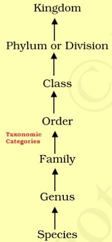 Biological classification - Taxonomic Categories