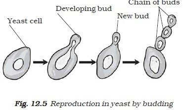 Sexual and Asexual Reproduction in Plants Sexual and Asexual Reproduction in Plants