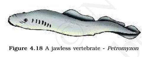 Cyclostomata - jawless vertibrate - petromyzon