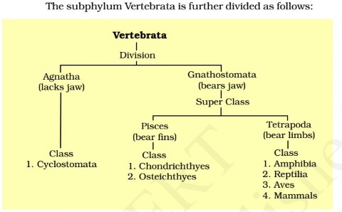 Classification of Vertebrata (Phylum Chordata)