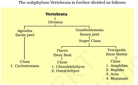 Phylum Comparison Chart