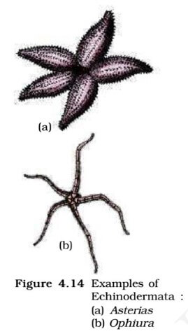 Classification of Animal Kingdom (Animalia) Classification of Animal Kingdom (Animalia)