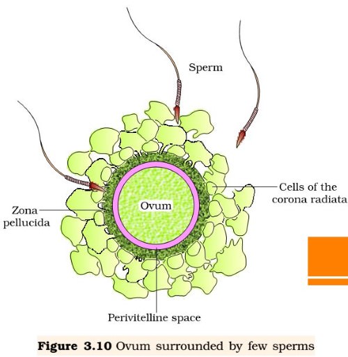 Fertilisation - sperm - ovum - fusion