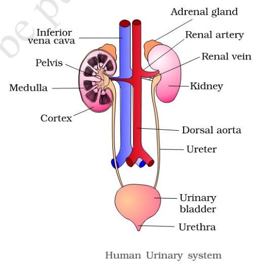 Human Excretory System organs