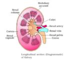 Kidney - Excretory SystemKidney - Excretory System