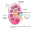 Kidney - Excretory SystemKidney - Excretory System