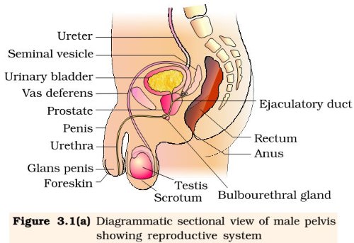 Male reproductive System