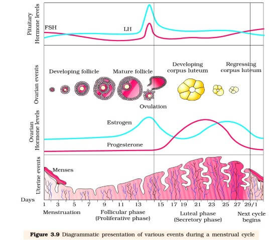 Menstrual Cycle - harmones
