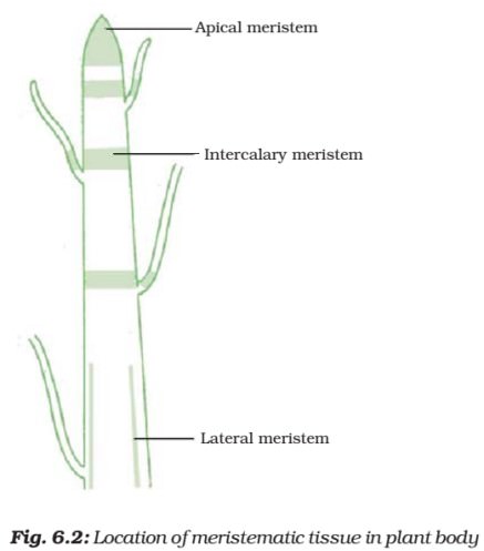 Plant Tissue - Meristematic - Simple, Complex Permanent Tissue