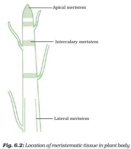 Meristematic Tissue - Plant TissuesMeristematic Tissue - Plant Tissues