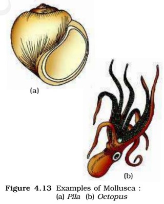 Mollusca - octopus