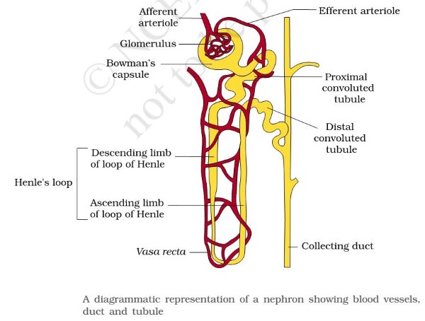 Nephron - Excretory System