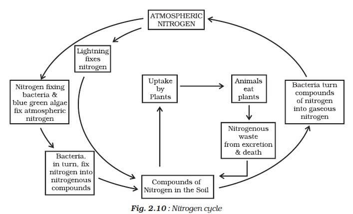 Nitrogen Cycle - Plant Nutrition