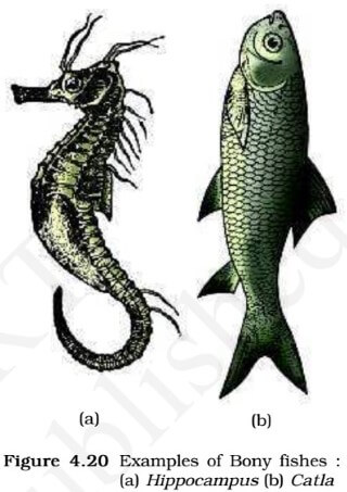 Osteichthyes - bony fishes