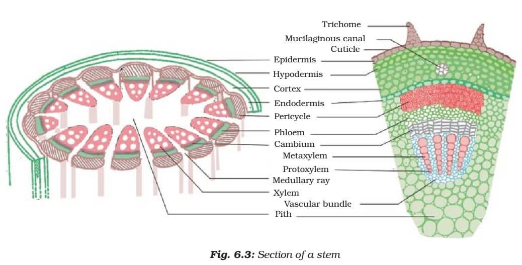 Permanent Tissue-Types And Functions of Permanent Tissue