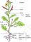 Plant Parts and Their Functions – Structural Organization in Plants