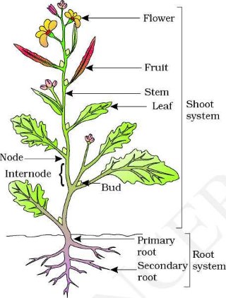 Plant Parts and Their Functions – Structural Organization in Plants