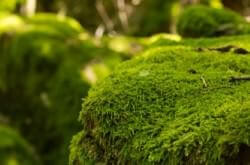 Plantae - Bryophytes (Custom)Plantae - Bryophytes (Custom)