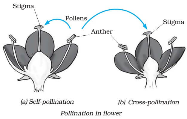 Sexual and Asexual Reproduction in Plants