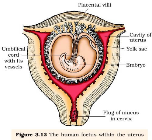 Pregnancy And Embryonic Development